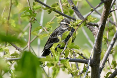 Agelaius phoeniceus