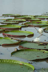 Victoria amazonica