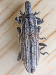 Scaphomorphus