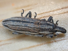 Scaphomorphus
