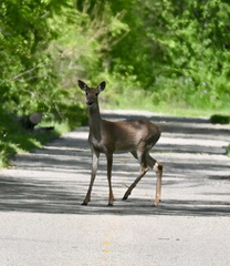 Odocoileus virginianus