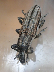 Scaphomorphus