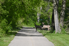 Odocoileus virginianus
