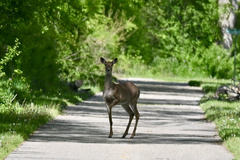 Odocoileus virginianus