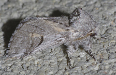 Astiptodonta aonides