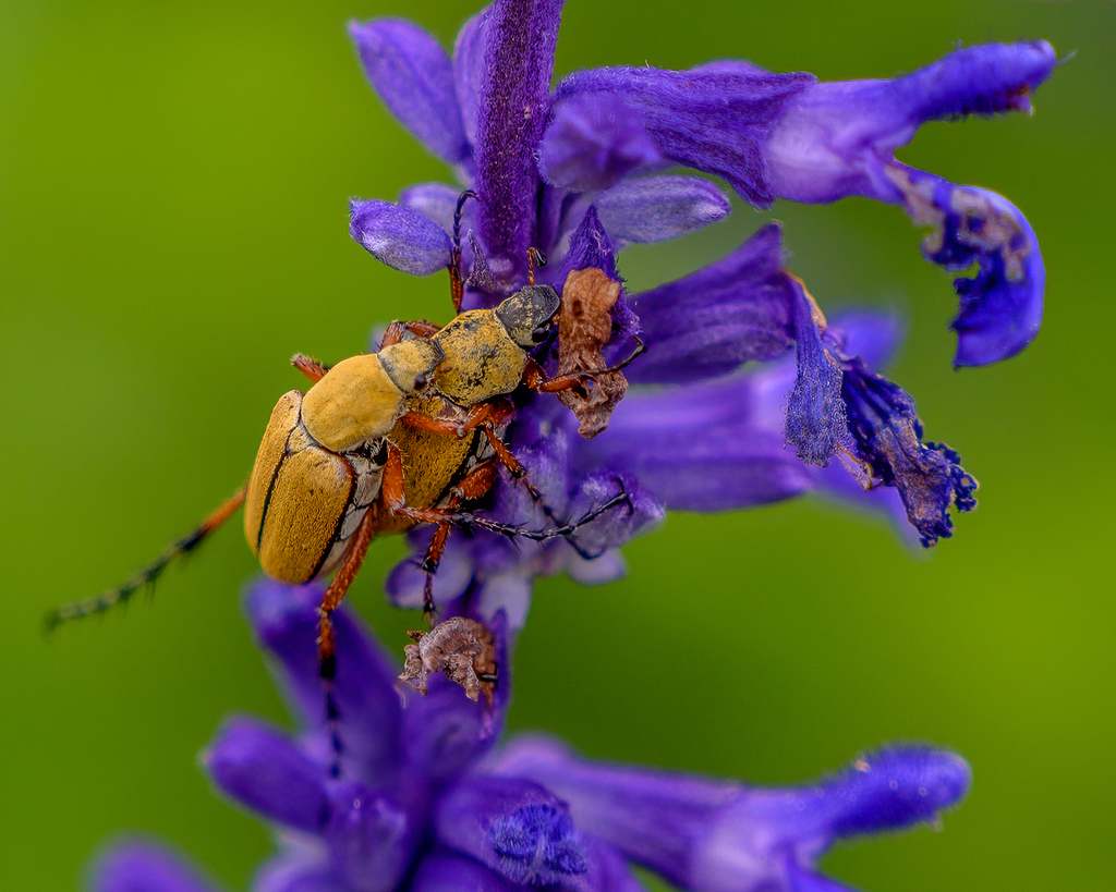 Horned Passalus  Missouri Department of Conservation