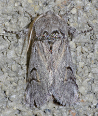 Astiptodonta aonides