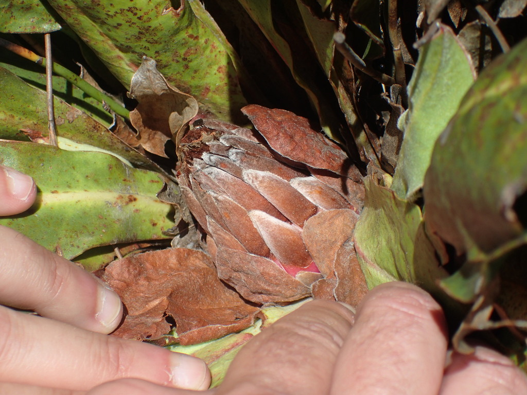 Protea sect. Obvallatae