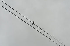 Hirundinea ferruginea