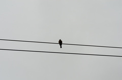 Hirundinea ferruginea