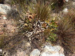 Protea caespitosa