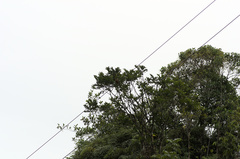 Hirundinea ferruginea