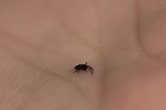 Hypognatha