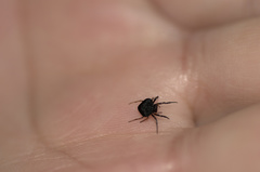 Hypognatha