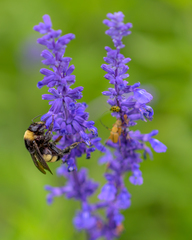 Bombus pensylvanicus