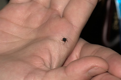 Hypognatha