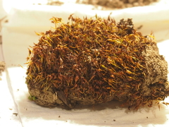 Pterygoneurum ovatum