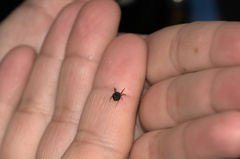 Hypognatha