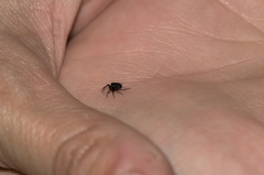 Hypognatha
