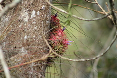 Tillandsia ionantha