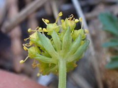 Cymopterus terebinthinus californicus