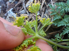 Cymopterus terebinthinus californicus