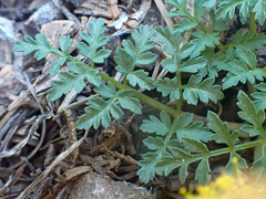 Cymopterus terebinthinus californicus