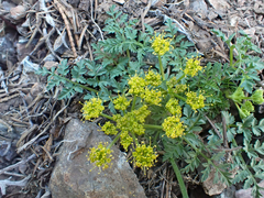Cymopterus terebinthinus californicus