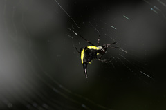 Micrathena pungens