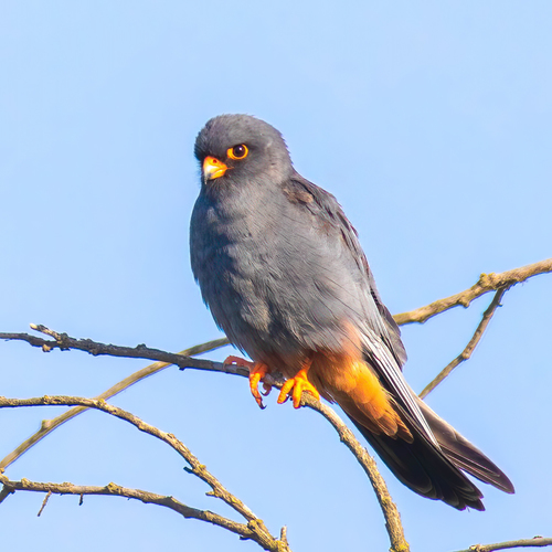 Cernícalo patirrojo (Falco vespertinus)