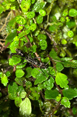 Neoponera aenescens