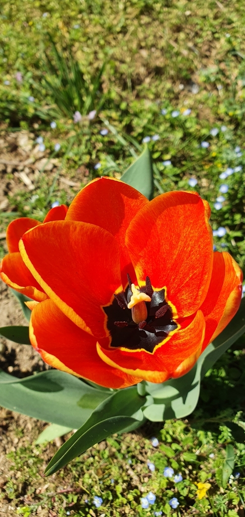 Tulips flowering in a spring garden