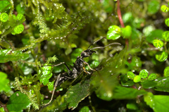 Neoponera aenescens