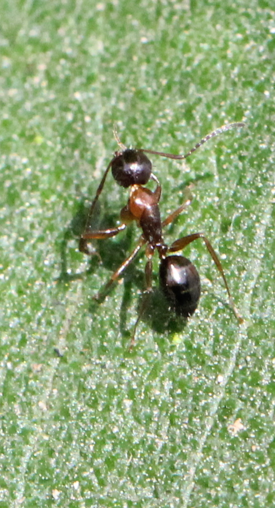 Camponotus lighti