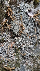 Cladonia petrophila