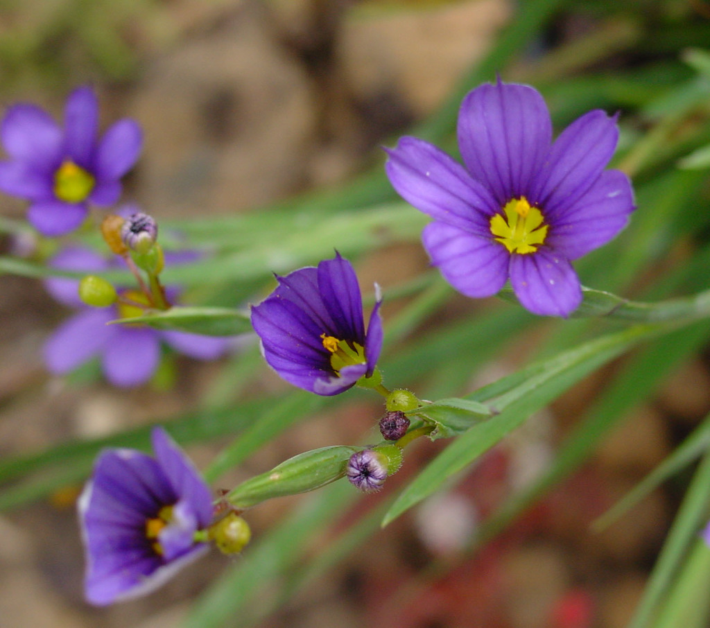 Bermudiana