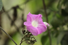 Ipomoea mairetii