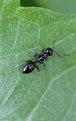 Camponotus vitiosus