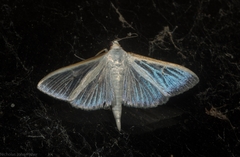 Palpita margaritacea