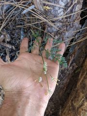 Lomatium engelmannii