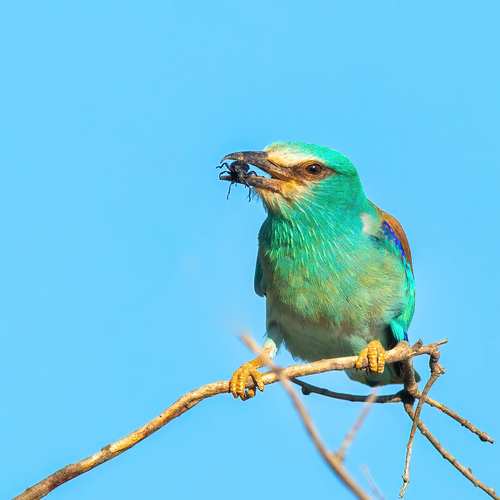 Carraca europea (Coracias garrulus)