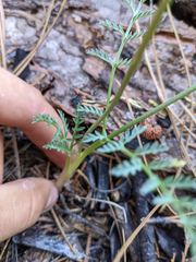 Lomatium engelmannii