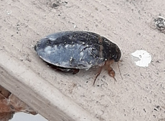 Thermonectus basillaris