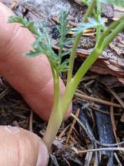 Lomatium engelmannii