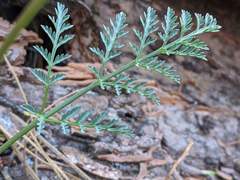 Lomatium engelmannii