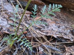 Lomatium engelmannii