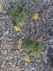 Cymopterus terebinthinus californicus
