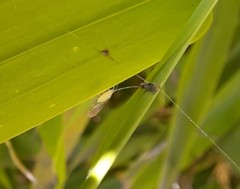 Takecallis arundinariae