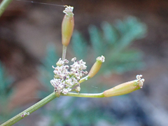 Lomatium engelmannii