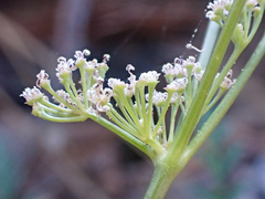 Lomatium engelmannii